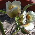 Calochortus coxii, Jane McGary [Shift+click to enlarge, Click to go to wiki entry]