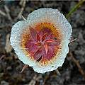 Calochortus coxii, Mary Gerritsen [Shift+click to enlarge, Click to go to wiki entry]