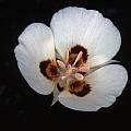 Calochortus dunnii, Ron Parsons [Shift+click to enlarge, Click to go to wiki entry]