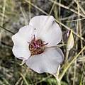 Calochortus excavatus, Matt Berger, iNaturalist, CC BY-NC