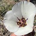 Calochortus excavatus, Steve Matson, iNaturalist, CC BY-NC [Shift+click to enlarge, Click to go to wiki entry]