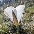 Calochortus excavatus, Steve Matson, iNaturalist, CC BY-NC