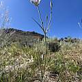 Calochortus excavatus, Steve Matson, iNaturalist, CC BY-NC