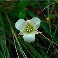 Calochortus exilis, Mary Gerritsen [Shift+click to enlarge, Click to go to wiki entry]