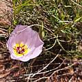 Calochortus flexuosus, Kipp McMichael