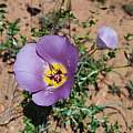 Calochortus flexuosus, Kipp McMichael