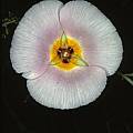 Calochortus flexuosus, Ron Parsons [Shift+click to enlarge, Click to go to wiki entry]