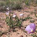 Calochortus flexuosus, Kipp McMichael