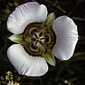 Calochortus gunnisonii, Ron Parsons [Shift+click to enlarge, Click to go to wiki entry]