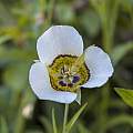 Calochortus gunnisonii, Christopher Poplawski [Shift+click to enlarge, Click to go to wiki entry]