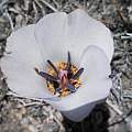Calochortus invenustus, Kipp McMichael [Shift+click to enlarge, Click to go to wiki entry]