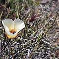 Calochortus kennedyi, Kipp McMichael