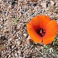 Calochortus kennedyi, Kipp McMichael