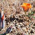 Calochortus kennedyi, Kipp McMichael