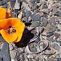Calochortus kennedyi, Kipp McMichael