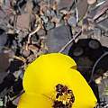 Calochortus kennedyi, Kipp McMichael