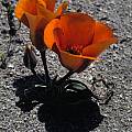 Calochortus kennedyi, Ron Parsons [Shift+click to enlarge, Click to go to wiki entry]