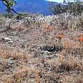 Calochortus kennedyi, Kipp McMichael