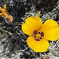 Calochortus kennedyi var. munzii, Dee Shea Himes, Calflora, CC-BY-NC