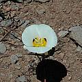 Calochortus leichtlinii, Donner Pass, Mary Gerritsen [Shift+click to enlarge, Click to go to wiki entry]