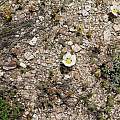 Calochortus leichtlinii, Sonora Pass, Nhu Nguyen