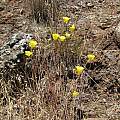 Calochortus luteus, Tiburon Peninsula, Nhu Nguyen