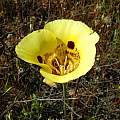 Calochortus luteus, Bear Valley Road, Mary Sue Ittner [Shift+click to enlarge, Click to go to wiki entry]