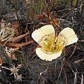 Calochortus luteus, Kipp McMichael