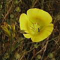 Calochortus luteus, Merced, Mary Sue Ittner [Shift+click to enlarge, Click to go to wiki entry]