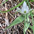 Calochortus lyallii, Peter Zika, iNaturalist, CC BY-NC