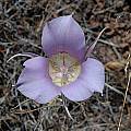 Calochortus macrocarpus, Mary Gerritsen [Shift+click to enlarge, Click to go to wiki entry]
