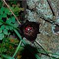 Calochortus nigrescens, Mary Gerritsen [Shift+click to enlarge, Click to go to wiki entry]