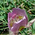 Calochortus nitidus, Mary Gerritsen [Shift+click to enlarge, Click to go to wiki entry]