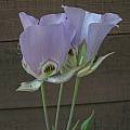 Calochortus nitidus, Mary Sue Ittner [Shift+click to enlarge, Click to go to wiki entry]