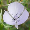 Calochortus nudus, passiflora 4, iNaturalist, CC BY-NC