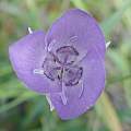 Calochortus nudus, passiflora 4, iNaturalist, CC BY-NC