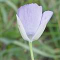 Calochortus nudus, passiflora 4, iNaturalist, CC BY-NC