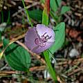 Calochortus nudus, Mary Gerritsen [Shift+click to enlarge, Click to go to wiki entry]