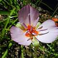 Calochortus palmeri var. munzii, Mary Sue Ittner [Shift+click to enlarge, Click to go to wiki entry]