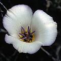 Calochortus panamintensis, Ron Parsons [Shift+click to enlarge, Click to go to wiki entry]