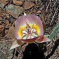 Calochortus persistens, Mary Gerritsen [Shift+click to enlarge, Click to go to wiki entry]