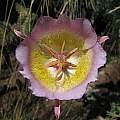 Calochortus plummerae, Tilden Botanic Garden, Nhu Nguyen [Shift+click to enlarge, Click to go to wiki entry]