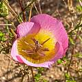Calochortus plummerae, Amber Bedgood, Calflora, CC-BY-NC