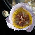 Calochortus plummerae, Telos Rare Bulbs, Mary Sue Ittner