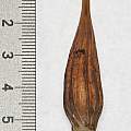 Calochortus pulchellus, bulb, Nhu Nguyen