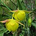Calochortus pulchellus, Nhu Nguyen [Shift+click to enlarge, Click to go to wiki entry]