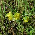Calochortus pulchellus, Mary Gerritsen [Shift+click to enlarge, Click to go to wiki entry]