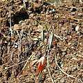 Calochortus raichei, seed pods, Nhu Nguyen