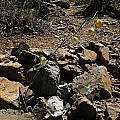 Calochortus raichei habitat, Bob Rutemoeller