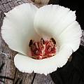 Calochortus simulans, Mary Sue Ittner [Shift+click to enlarge, Click to go to wiki entry]